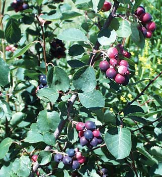 Saskatoon berries