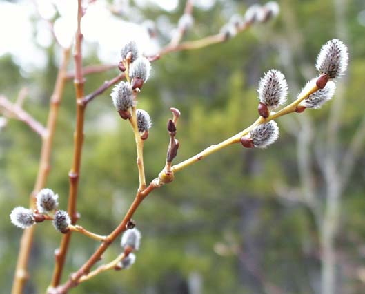 Catkins
