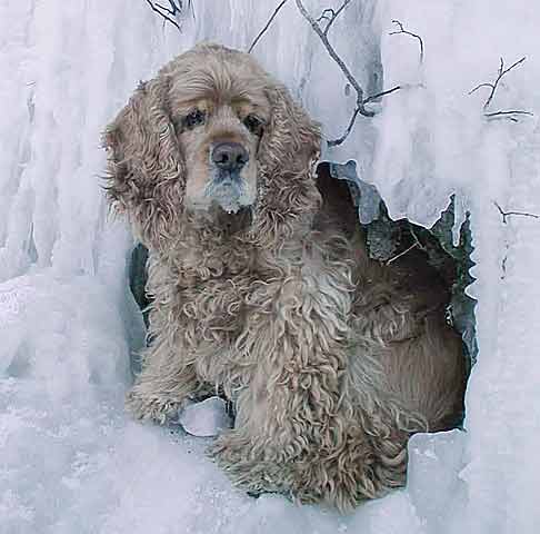Собака Чижик